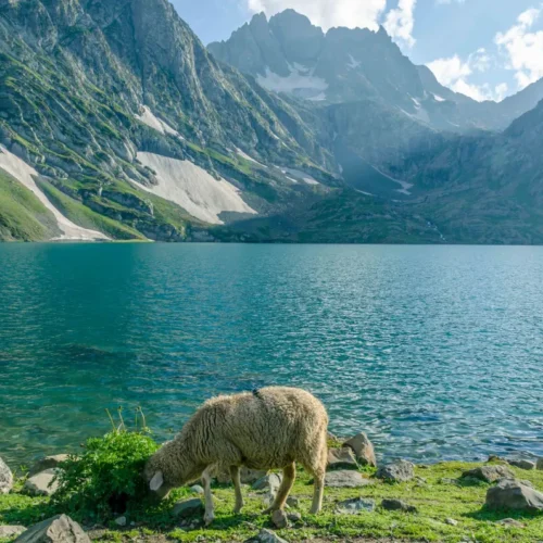 Delightful of Kashmir